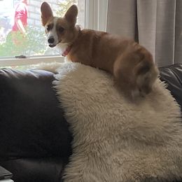 Pembroke Welsh Corgi All Grown Up from Margie Narramore