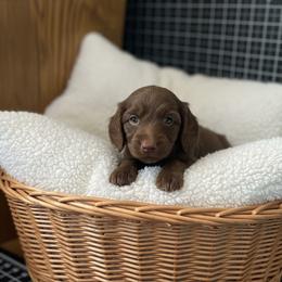 Gracie-Lindor - Chocolate female Dachshund puppy in Wolf Lake, Indiana from Canisteo Dachshunds
