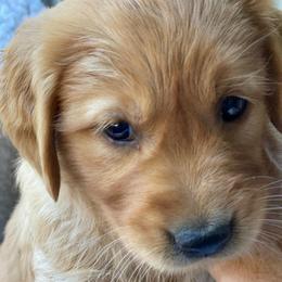 Freedom - Dark golden female Golden Retriever puppy in Chico, California from Glenmac Goldens