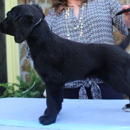 Afghan Hound Puppies from Ahava Afghan Hounds