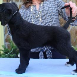 Afghan Hound Puppies from Ahava Afghan Hounds