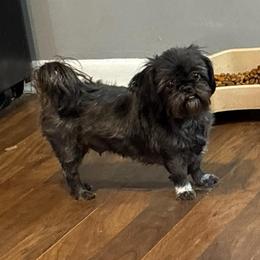 A’Miyah - Shih Tzu
