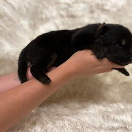 Boy 5 - German Shepherd puppy in Guthrie, Oklahoma from Seelenfeuer German Shepherd Dogs
