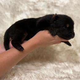 Boy 5 - German Shepherd puppy in Guthrie, Oklahoma from Seelenfeuer German Shepherd Dogs