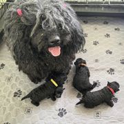 Puli Puppies from Bowmaker Pulik