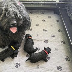 Puli Puppies from Bowmaker Pulik
