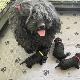 Puli Puppies from Bowmaker Pulik