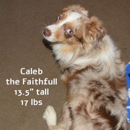 Caleb - Toy Australian Shepherd