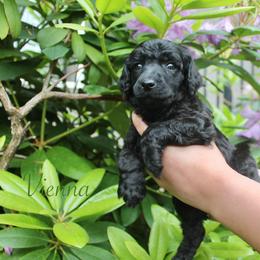 Vienna - Black female Poodle puppy in Eugene, Oregon from Mount Zion Kennels