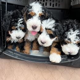 Bernedoodle, Goldendoodle, and Poodle Puppies from Teddy Doodles & Standard Poodles