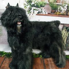 Tru - Bouvier des Flandres