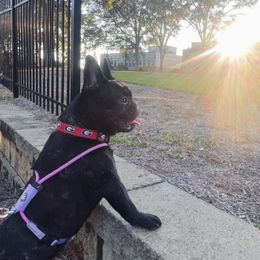 French Bulldog All Grown Up from Susan's Pups