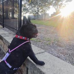 French Bulldog All Grown Up from Susan's Pups