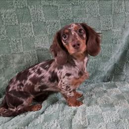 Zaya - Dachshund