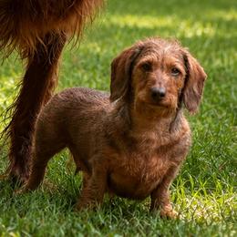 Bear - Dachshund