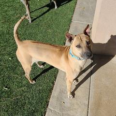 FREEDOM - Vietnamese Phu Quoc Ridgeback