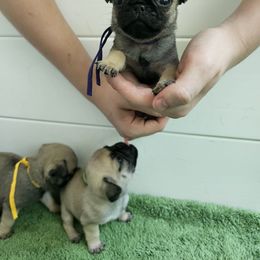 Purple - Fawn female Pug puppy in Tallapoosa, Georgia from West Georgia Pugs