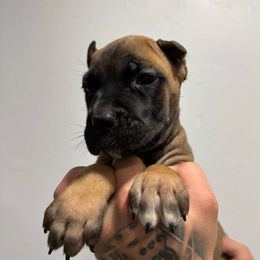 Female 1 - Fawn female Cane Corso puppy in Cashion, Oklahoma from APEXOK Cane Corsos LLC