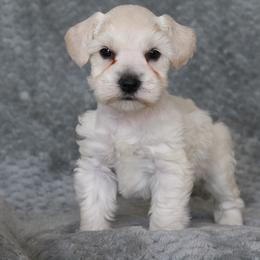 Sugar - White female Miniature Schnauzer puppy in Tremonton, Utah from Rocky Mountain Schnauzer