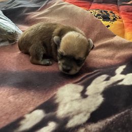 Star - Chocolate and tan male Yorkshire Terrier puppy in Dawsonville, Georgia from Lynn’s Precious Pups