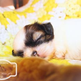 Steve - Gold and white male Shih Tzu puppy in Suwanee County, Florida from Everlasting Shih Tzu