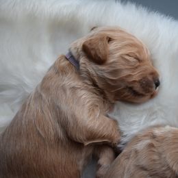 Goldendoodle Puppies from Wild Blum Doodles