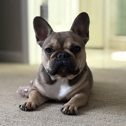 Angie - French Bulldog