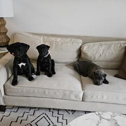 Cane Corso Puppies from Carrie Brown's Cane Corsos