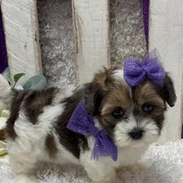 Blair - Merle female Shihpoo puppy in West Plains, Missouri from Puppies-4U