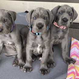 Great Dane Puppies from Blue Envy Great Danes
