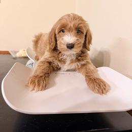 Finley Dean - Cream male Goldendoodle puppy in Valdosta, Georgia from Designer Doodles of South GA
