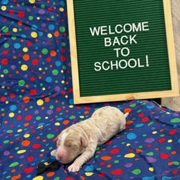 Expo - Caramel cream female Labradoodle puppy in Camden, North Carolina from Oopsie Doodles of NC
