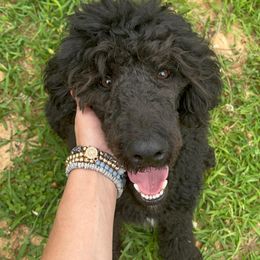 Labradoodles, Labrador Retrievers, and Poodles from Caney Fork Labs and Doodles
