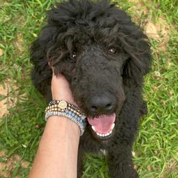 Labradoodles, Labrador Retrievers, and Poodles from Caney Fork Labs and Doodles