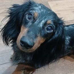 Helga - Dachshund