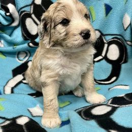 Aussiedoodle and Bordoodle Puppies from Holland Hilltop Farm