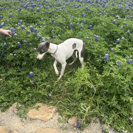 Maggie - Italian Greyhound