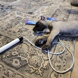 Australian Shepherd and Perro de Presa Canario Puppies from Lykaios Kennels