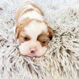 Bella - Blenheim female Cavalier King Charles Spaniel puppy in Bandera County, Texas from Hill Country Cavaliers