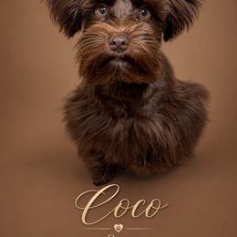 Coco Buitton - Miniature Schnauzer