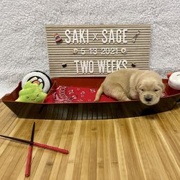 Golden Retriever Puppies from Golden Wise