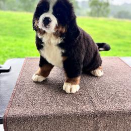Baira - Black rust and white female Bernese Mountain Dog puppy in Mountain Grove, Missouri from CreekTop