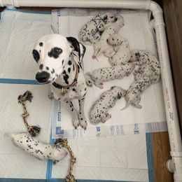 Dalmatian Puppies from Black House Dalmatian