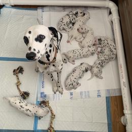 Dalmatian Puppies from Black House Dalmatian