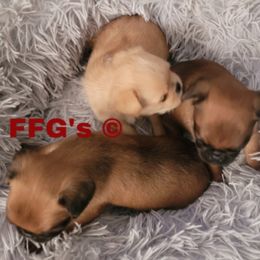 Brussels Griffons from Fretwell's Fabulous Griffons