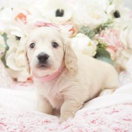 Paddy - Cream female Dachshund puppy in Big Rapids, Michigan from 30 Acre Woods Dachshunds