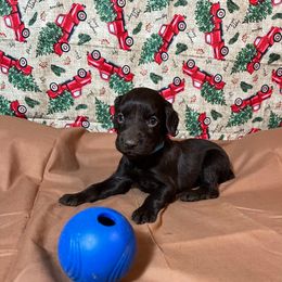 Brad - Chocolate male Boykin Spaniel puppy in Van Buren, Arkansas from Arklahoma Boykins