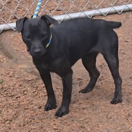 Patterdale Terrier puppies from Outlaw Farm and Kennel