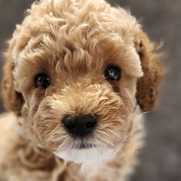 Poodles from Roman's Toy Poodles