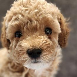 Poodles from Roman's Toy Poodles